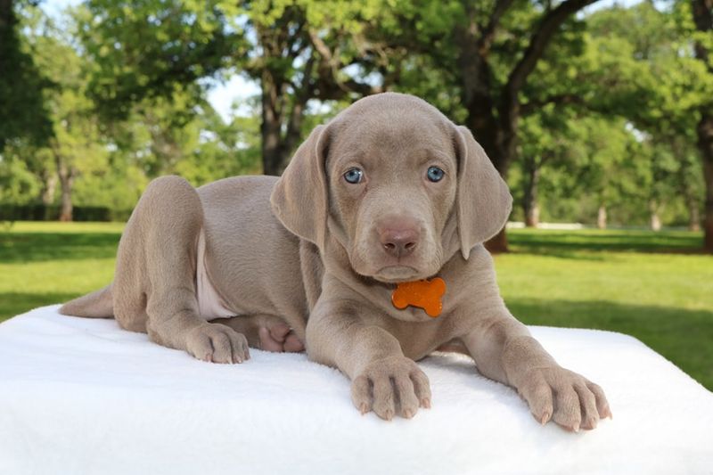 Weimaraner