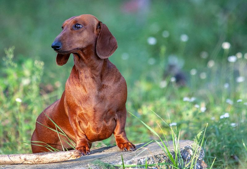 Dachshund
