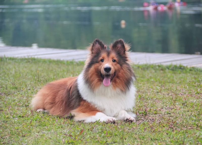 Shetland Sheepdog