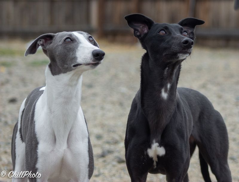 Whippet