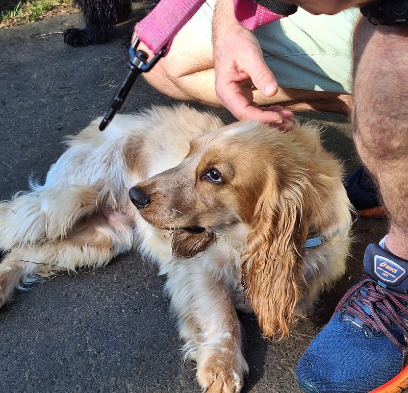 Cocker Spaniel