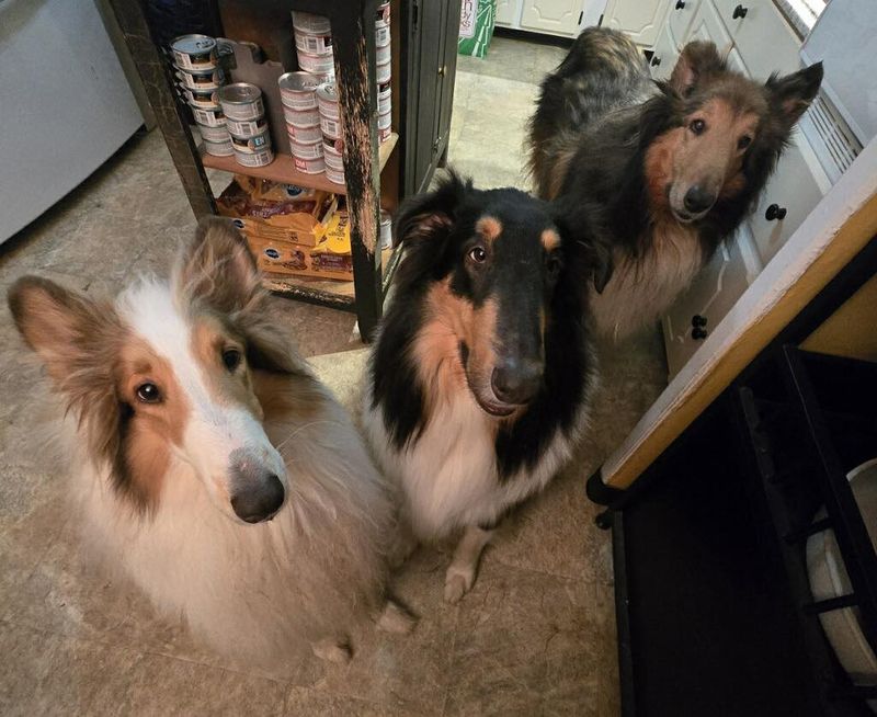 Collie