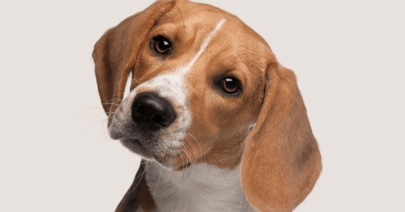 Beagle