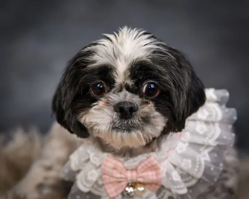Shih Tzu