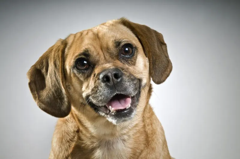 Playful Puggle