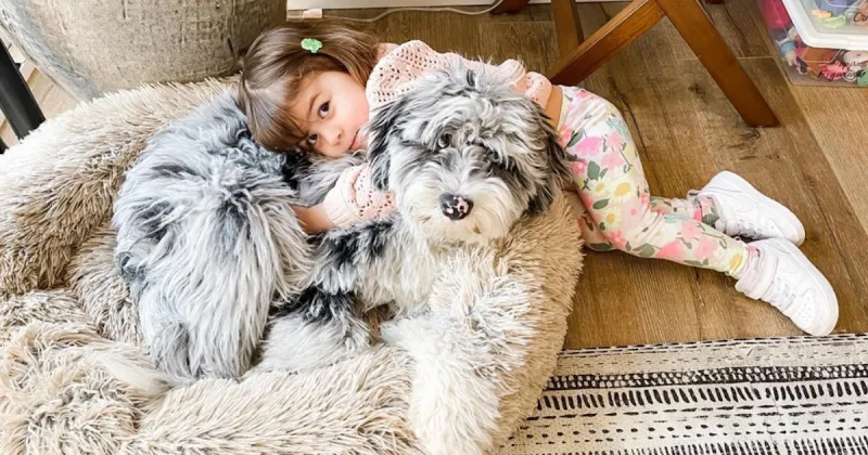 Snuggly Sheepadoodle