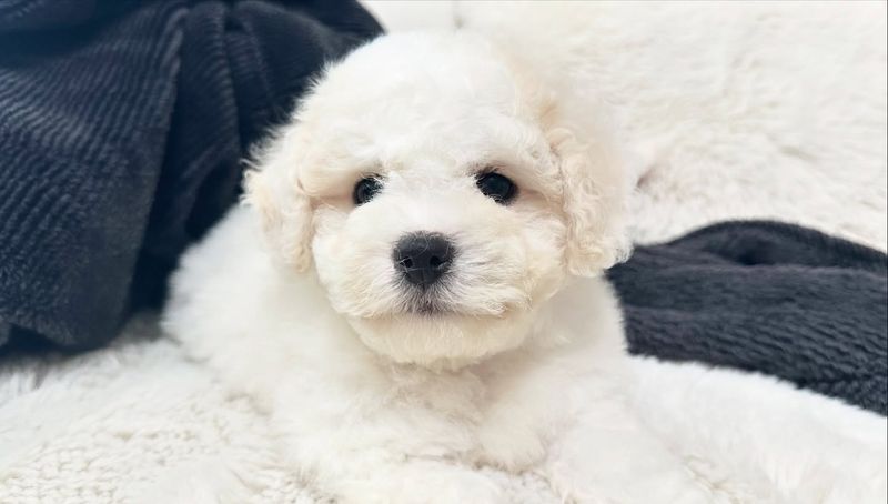 Bichon Frise