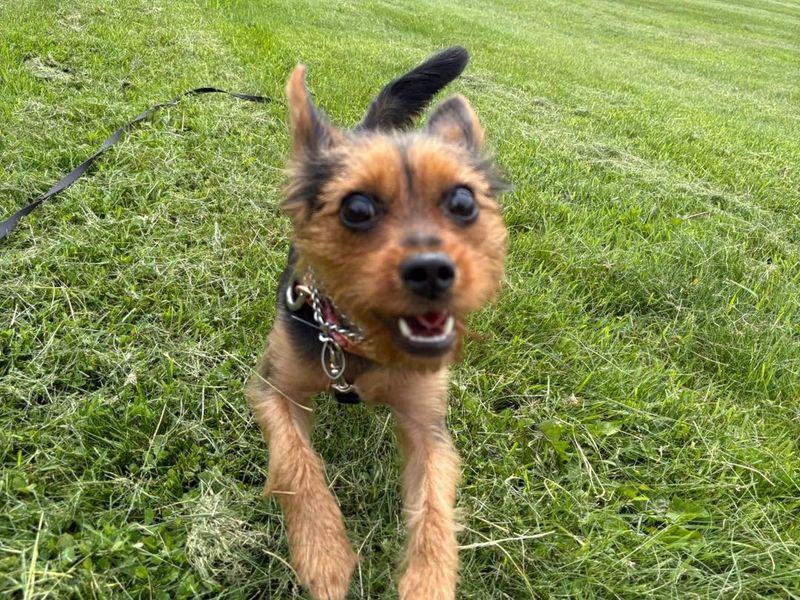Yorkshire Terrier