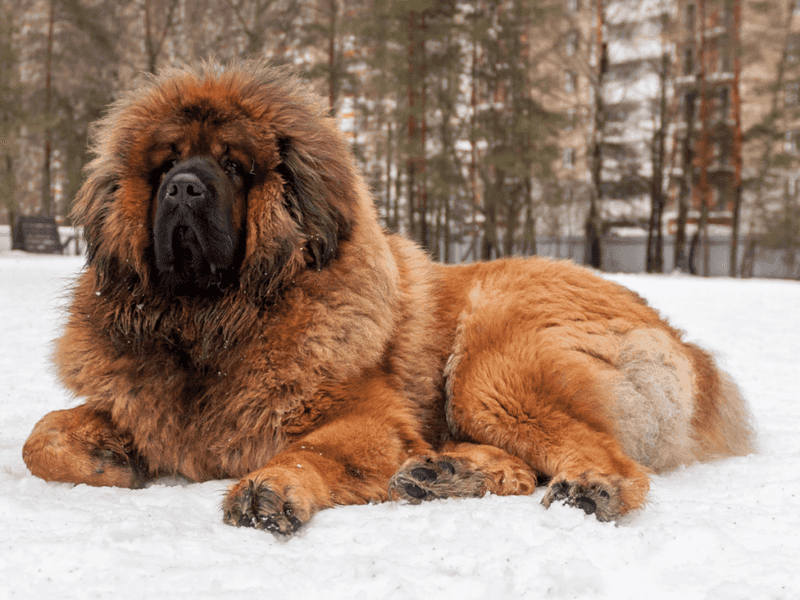 Tibetan Mastiff