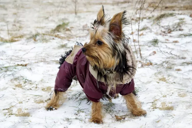 Yorkshire Terrier
