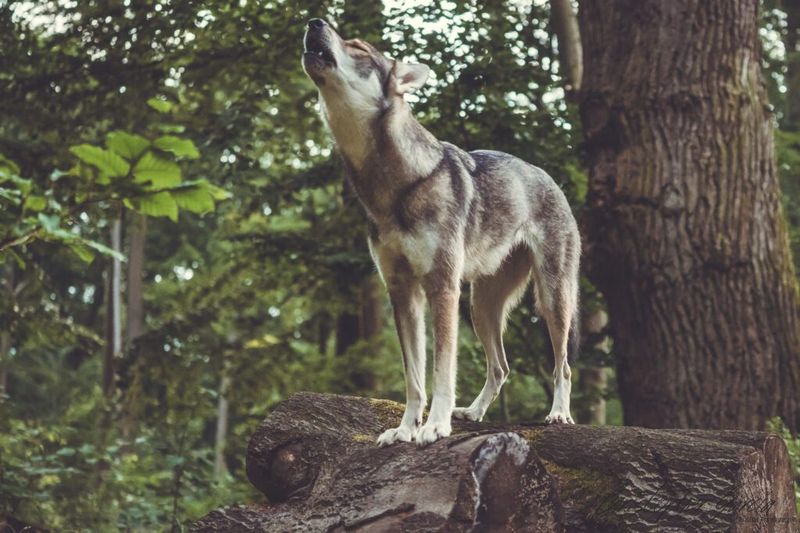 Tamaskan Dog