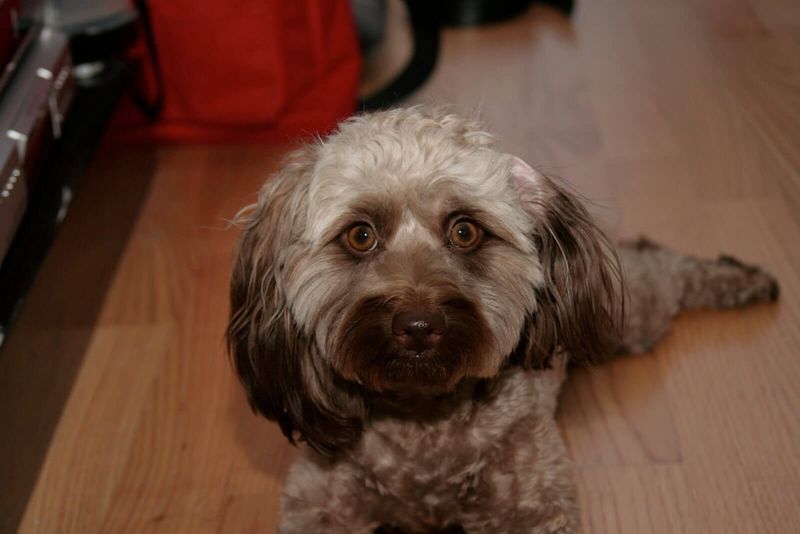 Doxiepoo