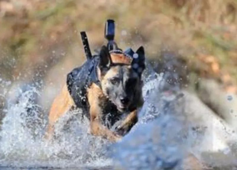 Cairo the Navy SEAL Dog