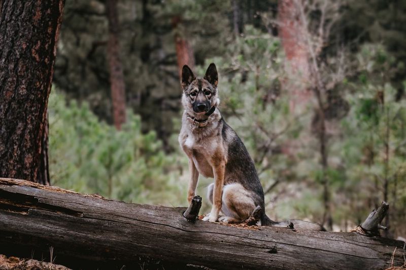 Shepsky