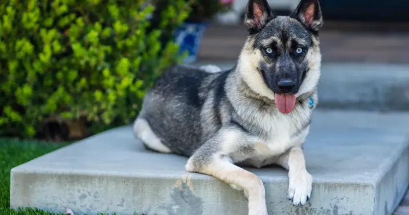 Shepsky