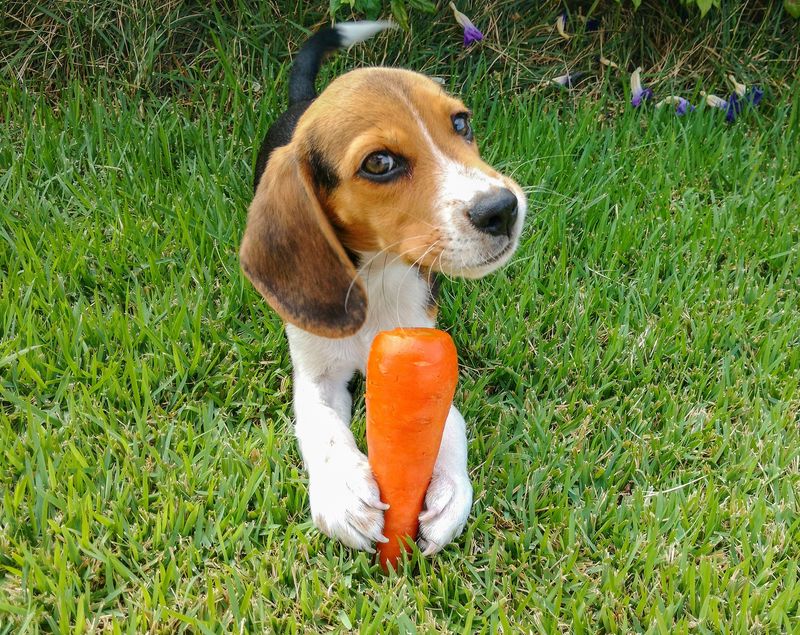 Carrots