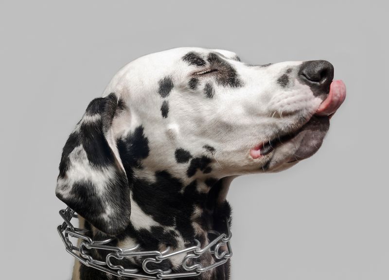 Prong Collars