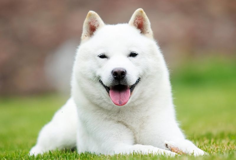 Understand Your Dog's Body Language