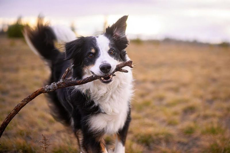 Border Collie