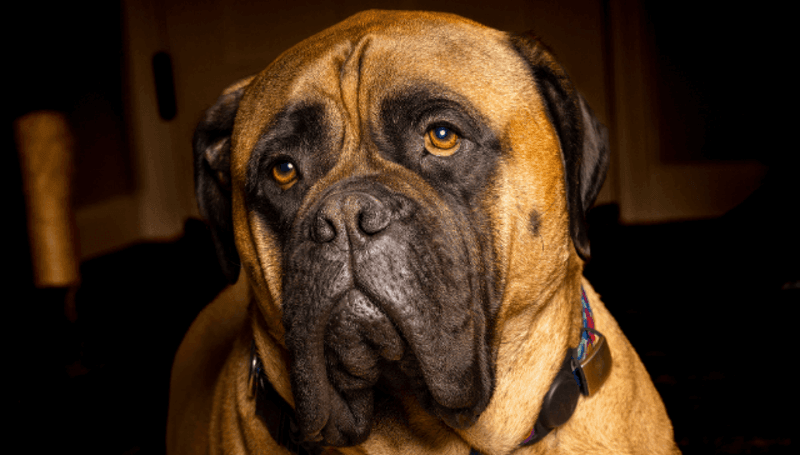 Bullmastiff