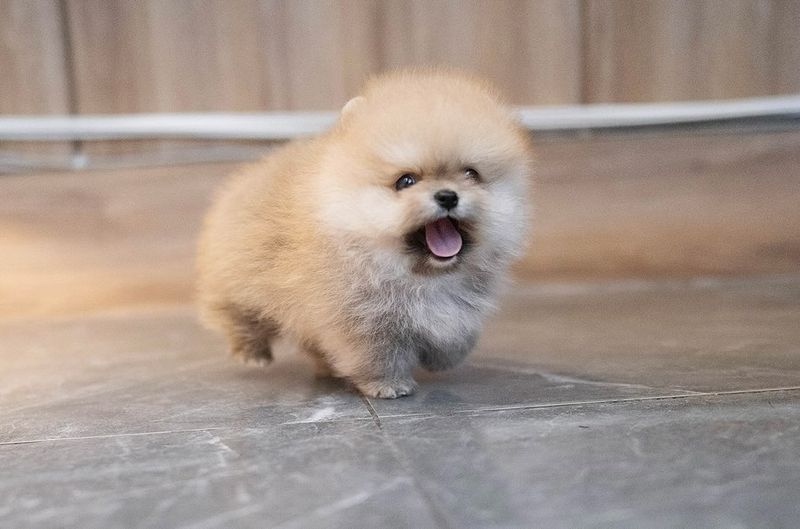 Pomeranian