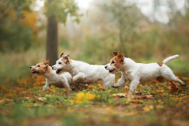 Jack Russell Terrier