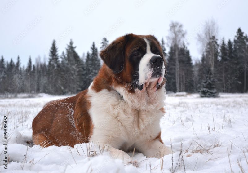 St. Bernard