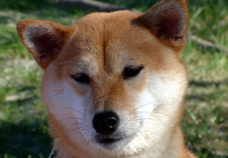Shiba Inu
