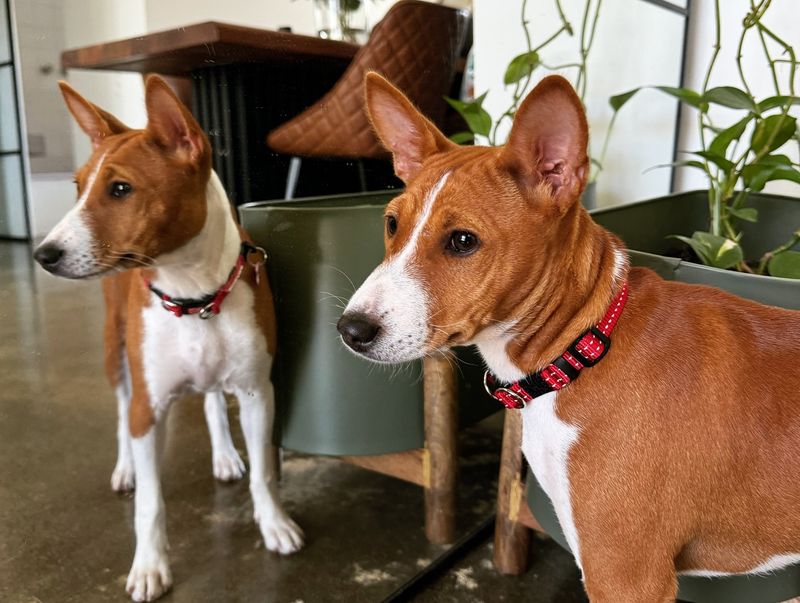 Basenji