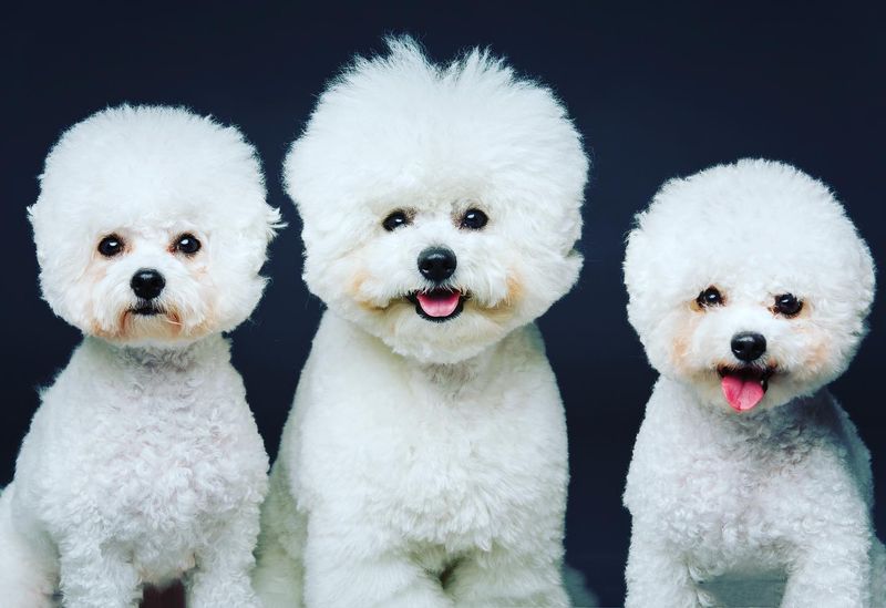 Bichon Frise