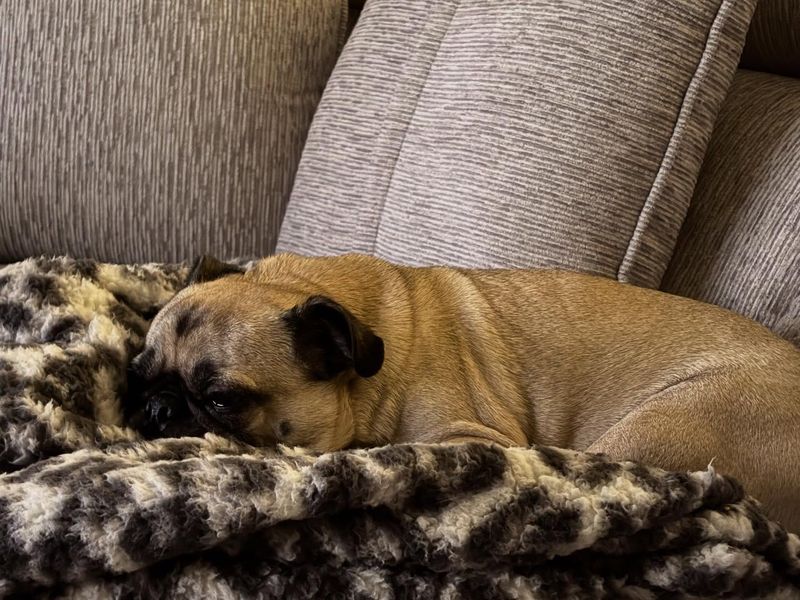 Pug