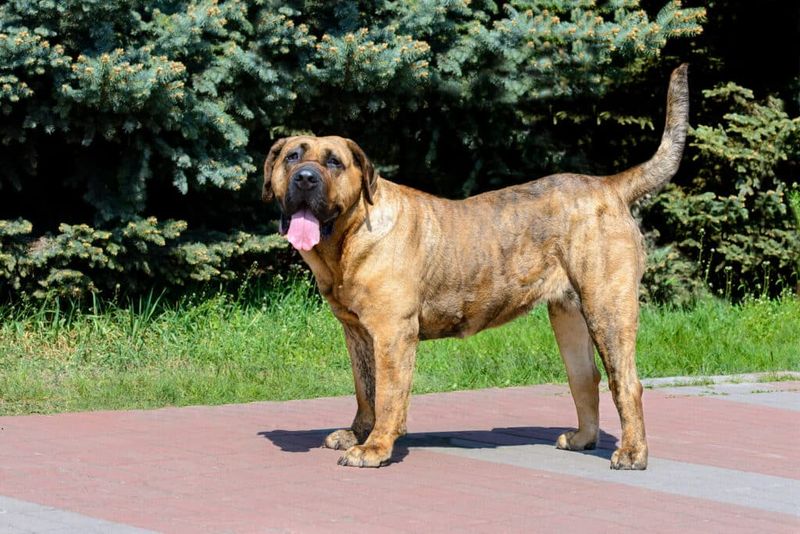 Presa Canario