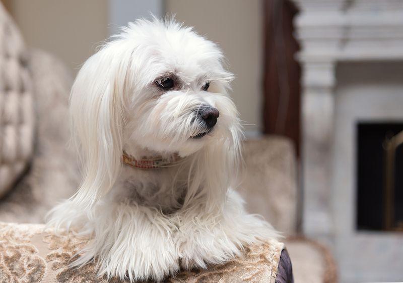 Maltese