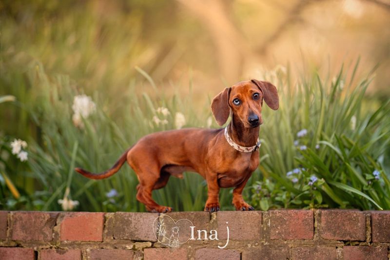 Dachshund