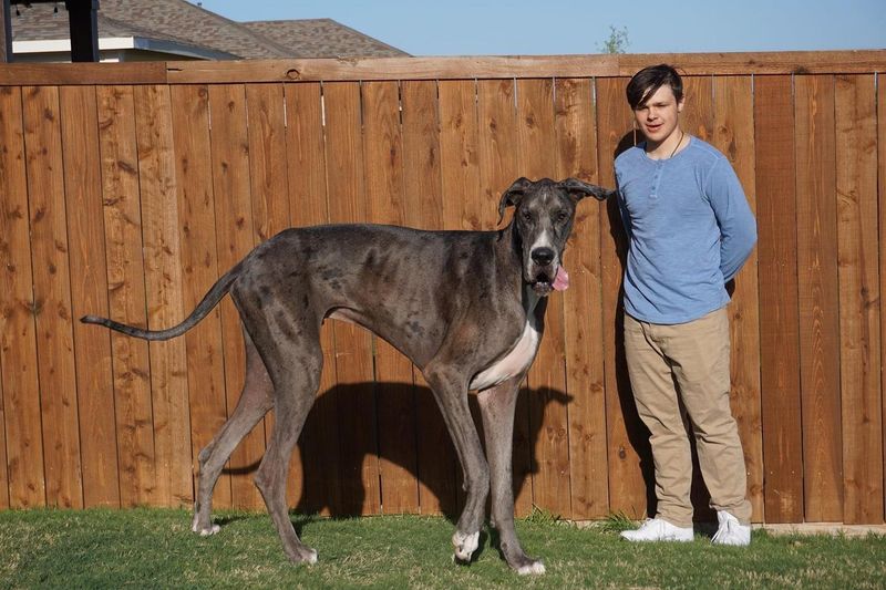Great Dane