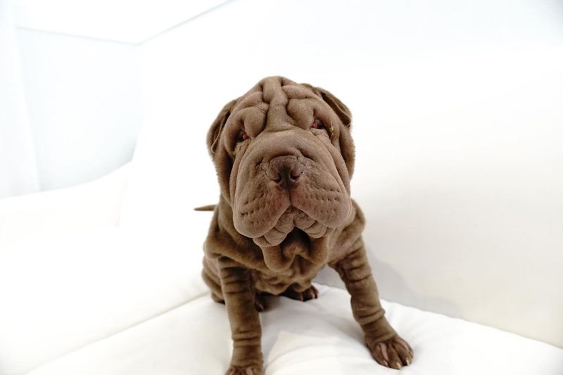 Shar Pei