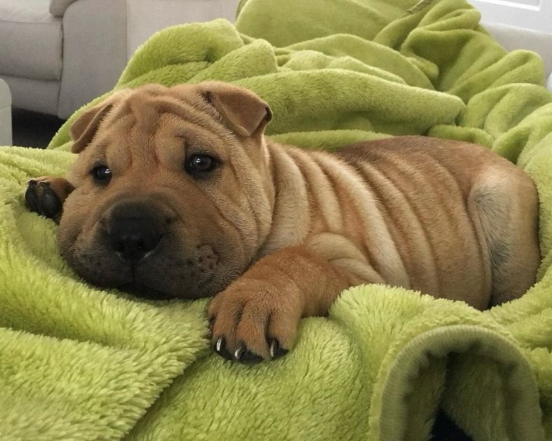 Shar Pei