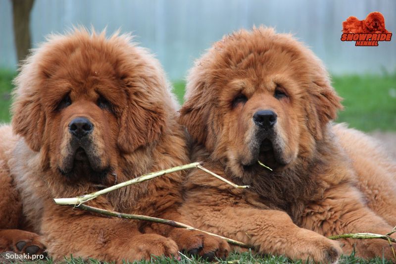 Tibetan Mastiff