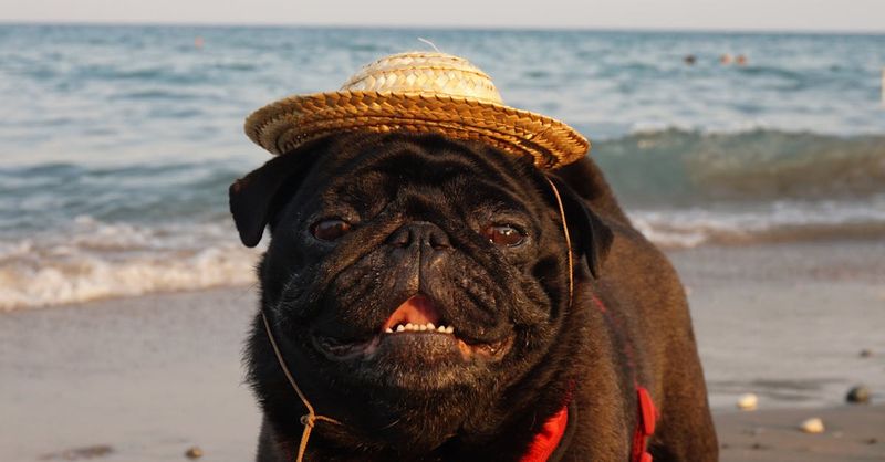 Pug