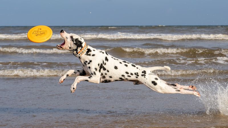 Dalmatian