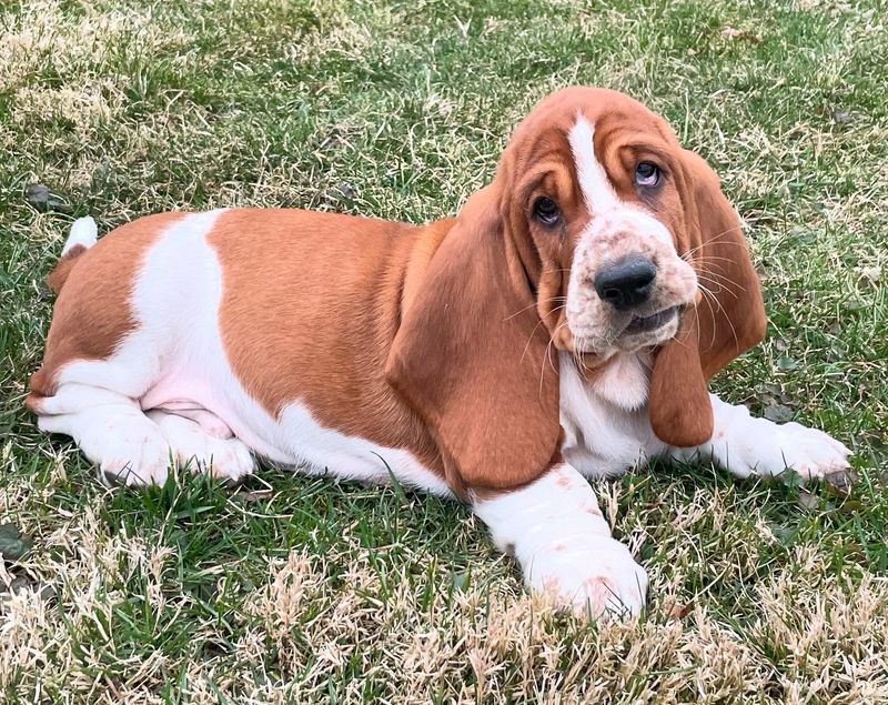 Basset Hound