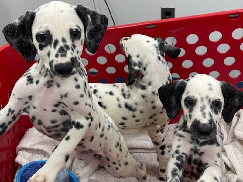 Dalmatian