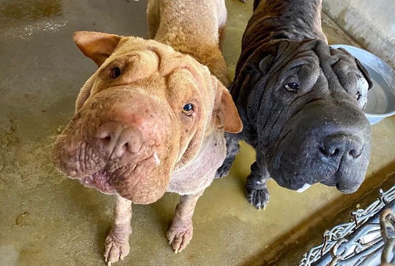 Shar Pei