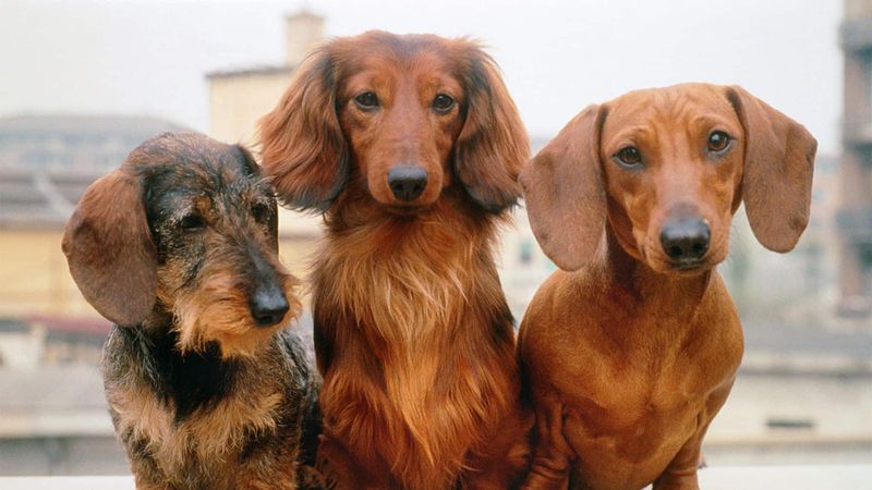 Dachshund