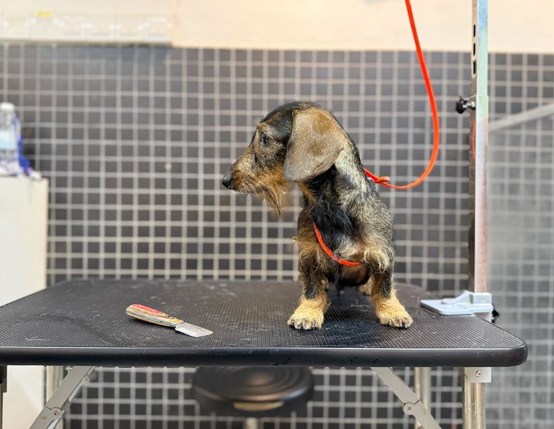 Dachshund