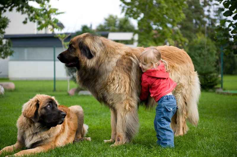 Leonberger