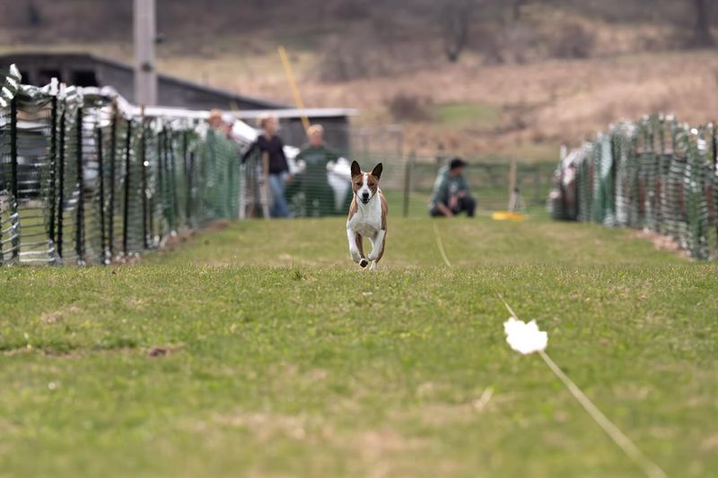 Basenji