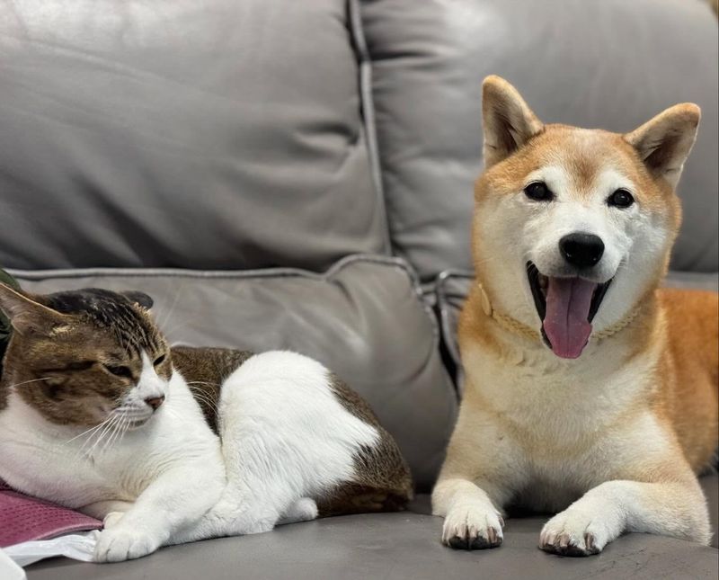 Shiba Inu