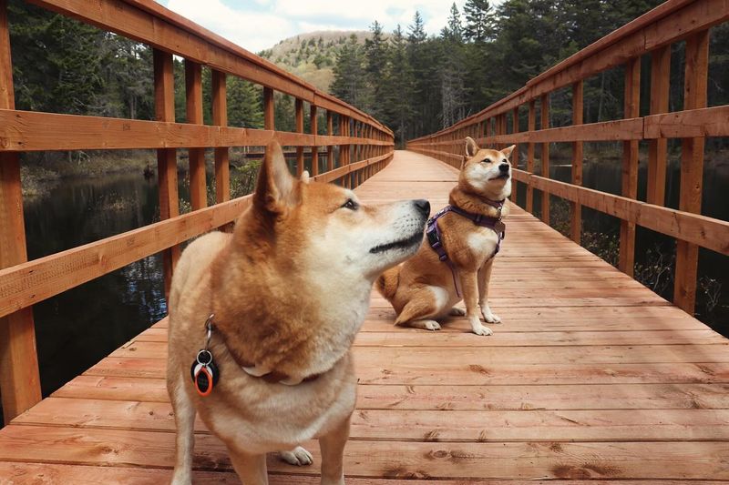 Shiba Inu