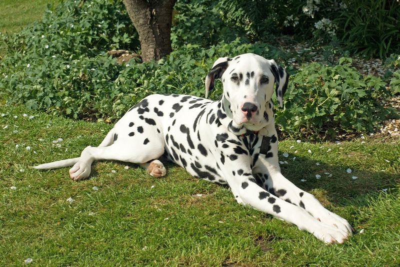 Dalmatian